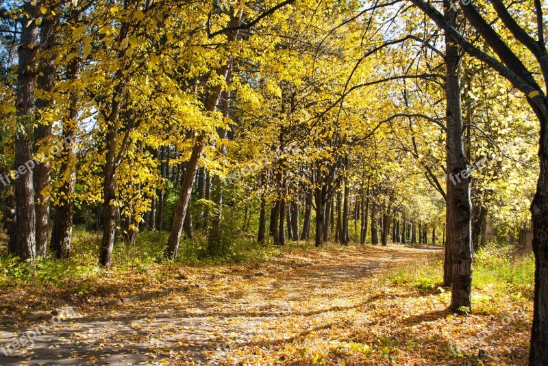 Autumn Yellow Leaves Forest Nature Park