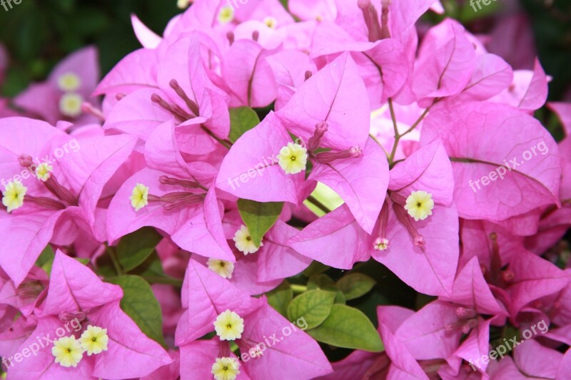 Bougainvillea Flowers Purple Petals Thailand Ayutthay