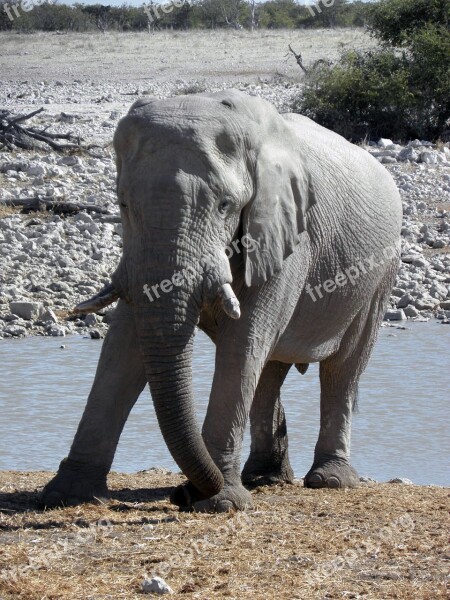 Elephant Animal Namibia Water Hole Africa