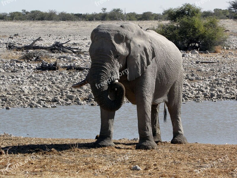 Elephant Animal Namibia Water Hole Africa