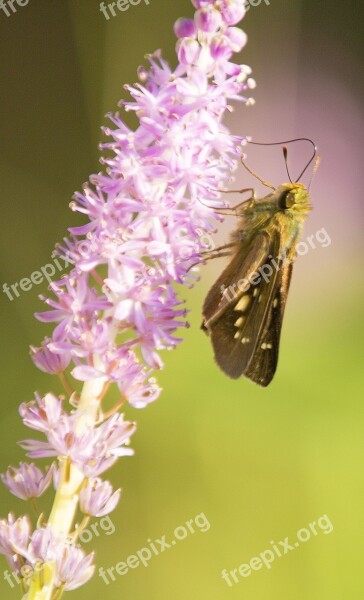 Flower Butterfly Moth Plant Animal