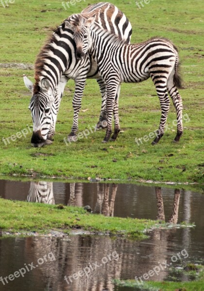 Zebra Kid Mother's Love Bait Zoo