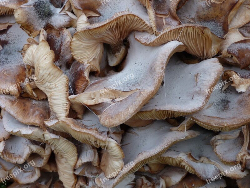 Fungus Oyster Structure Free Photos