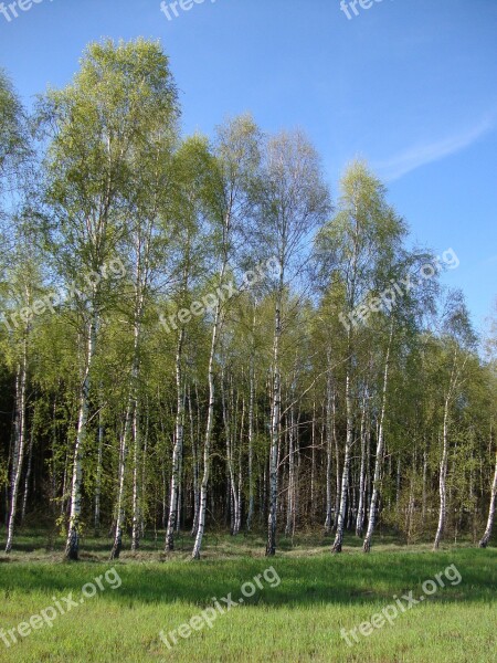 Tree Forest Birch Nature Landscape