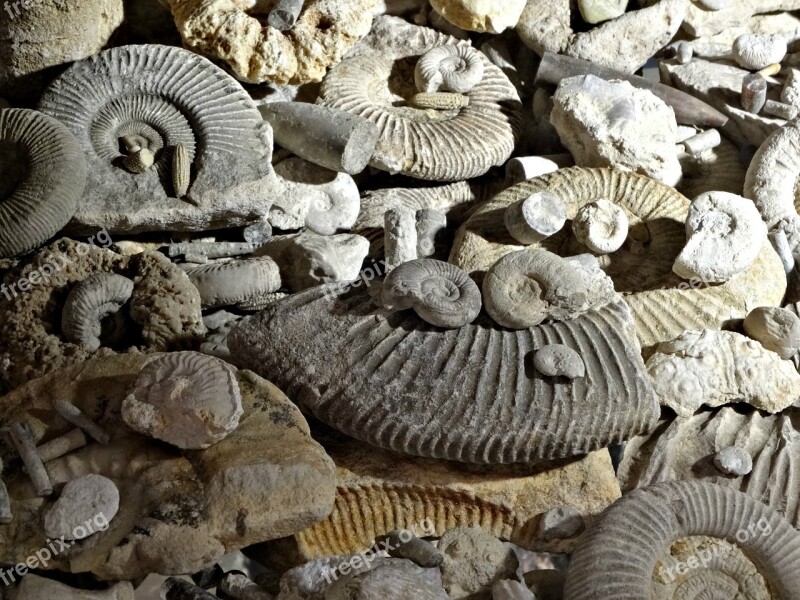 Fossils Prehistory Ammonites The Museum Free Photos