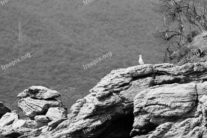 Cliff Seagull Rocky Sitting Bird