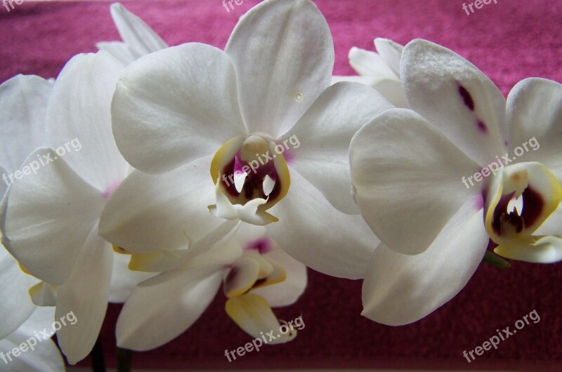 Orchid White Flower Room Plant Free Photos