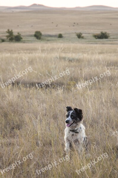 Dog Spotted Border Collie Pasture Friend