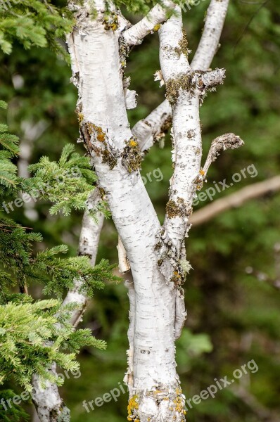 Birch Tree Green Branch Tree Branch Branches