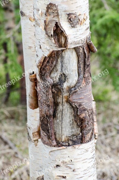 Peeling Bark Tree Trunk Birch Trees Bark