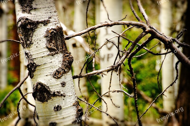 Carved Initials Trees Bark Forest Mountains