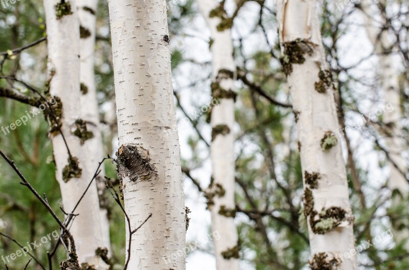 Tree Trunk Moss Trees Bark White