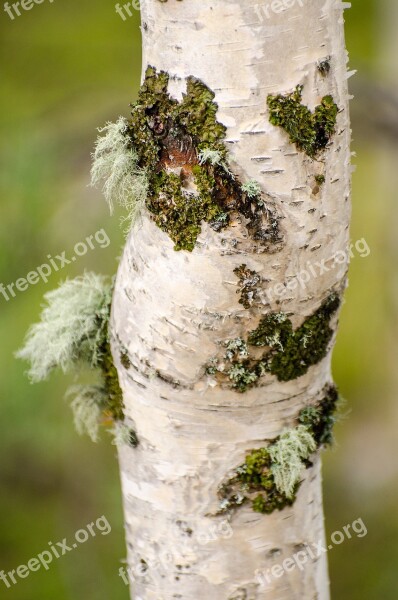 Tree Trunk Moss Trees Bark White