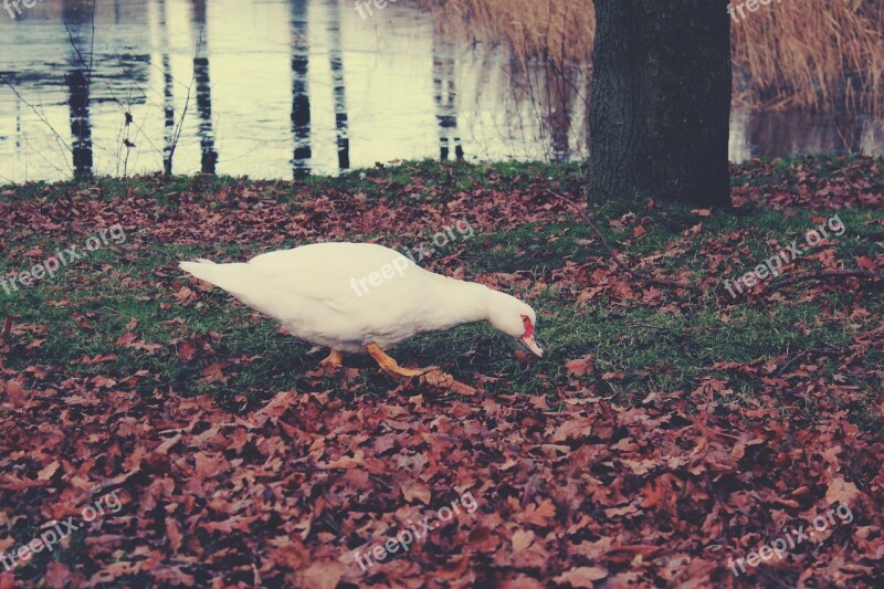 Duck Foraging Water Pond Cold