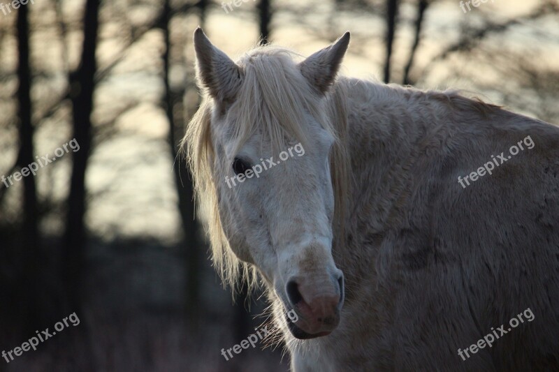 Horse Mold Stallion Winter Frost