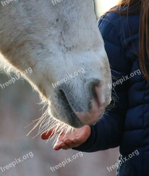 Horse Mold Foot Nostrils Tasthaare