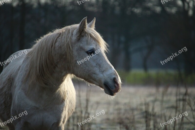 Horse Mold Frost Stallion Pasture