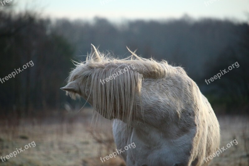 Horse Mold Frost Stallion Pasture