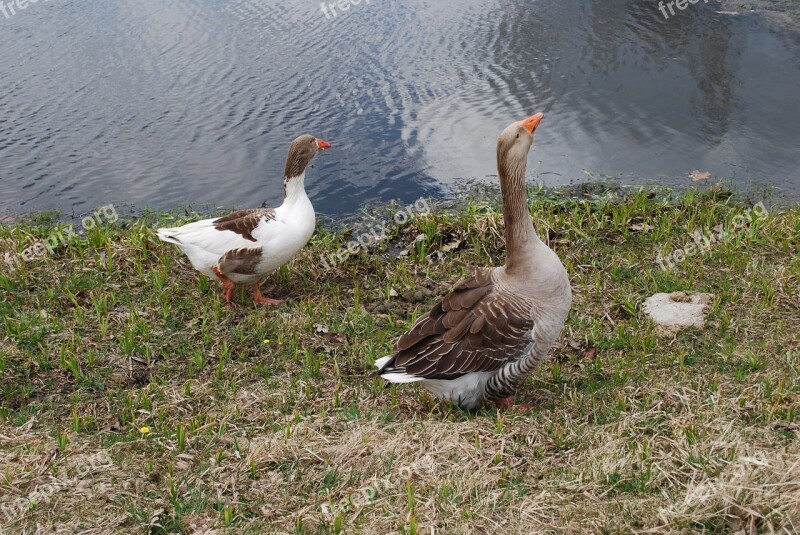 Goose Two Geese Gross Water Outdoors