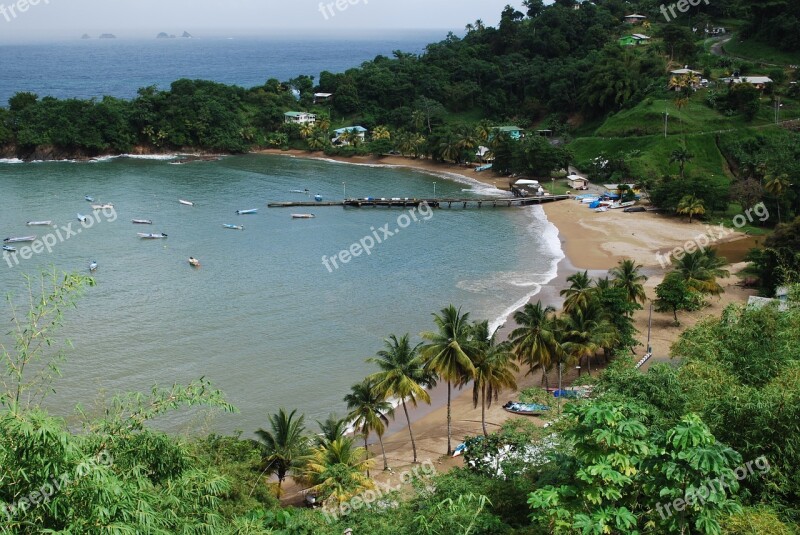 Tobago Beach Sea Palm Tree