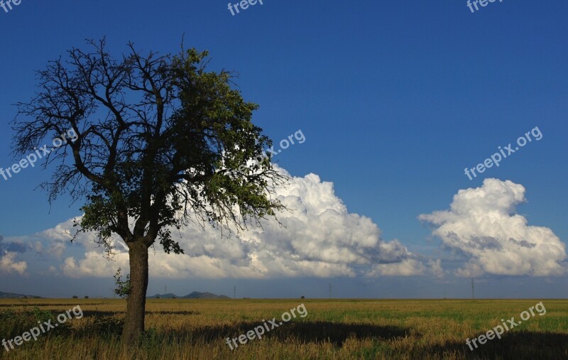 Tree Heaven Sky Nature Branches