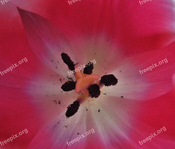 Tulpenbluete Stamp Pollen Tulip Blossom