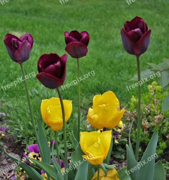 Tulips In The Garden Signs Of Spring Small And Large Spring Tulip