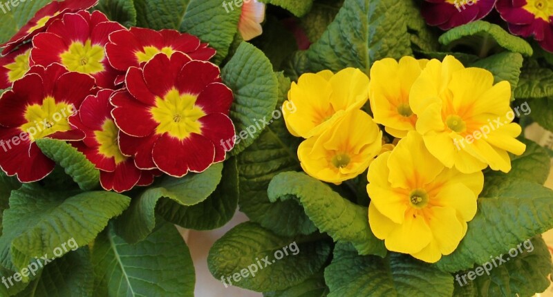 Primrose Pots Signs Of Spring Early Bloomer Red And Yellow Splash Of Color