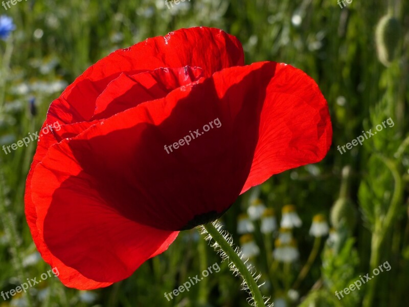 Poppy Red Red Poppy Klatschmohn Blossom