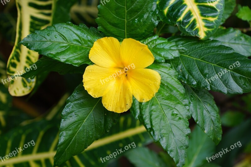 Flower Hibiscus Yellow Caribbean Spring