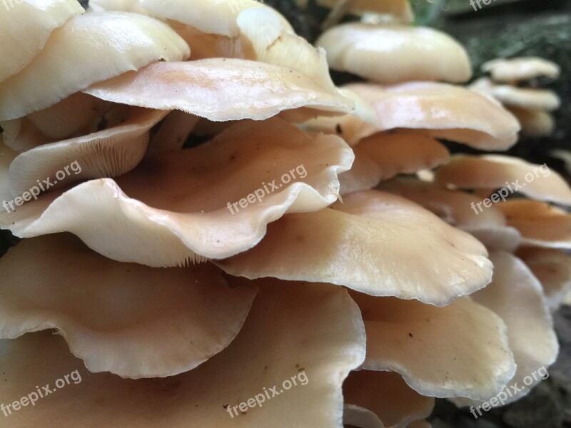 Mushrooms Fungus Fungi Beige Colored Mushrooms Nature