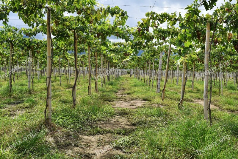 Grapes Vineyard Vine Wine Leaves