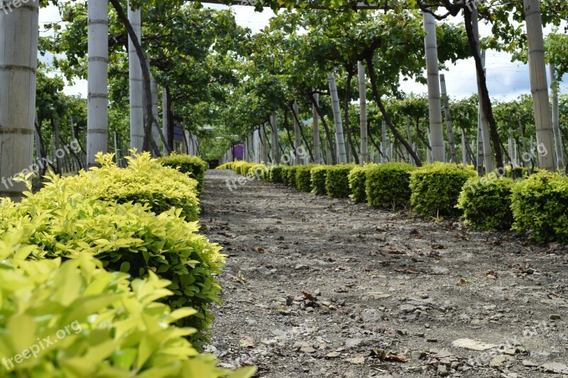 Path Grapes Vineyard Colombia Harvest