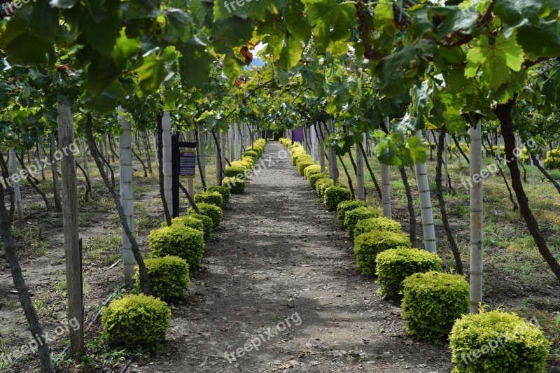 Path Grapes Vineyard Colombia Harvest