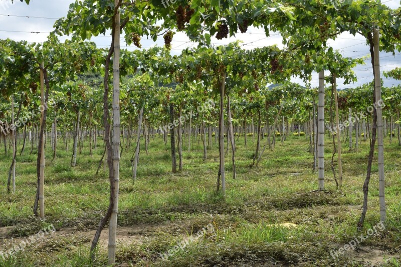 Grapes Vineyard Colombia Harvest Cultivation