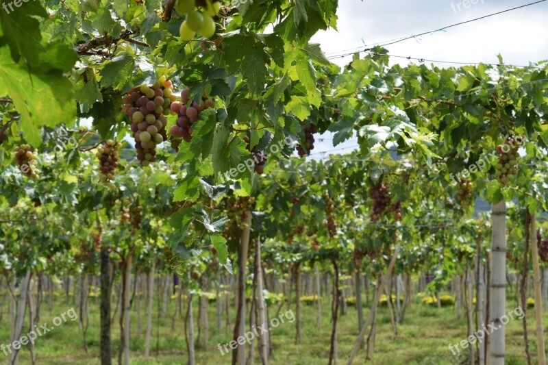 Grapes Vineyard Colombia Harvest Cultivation