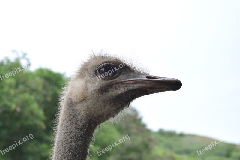 Ostrich Ave Feathers Neck Peak