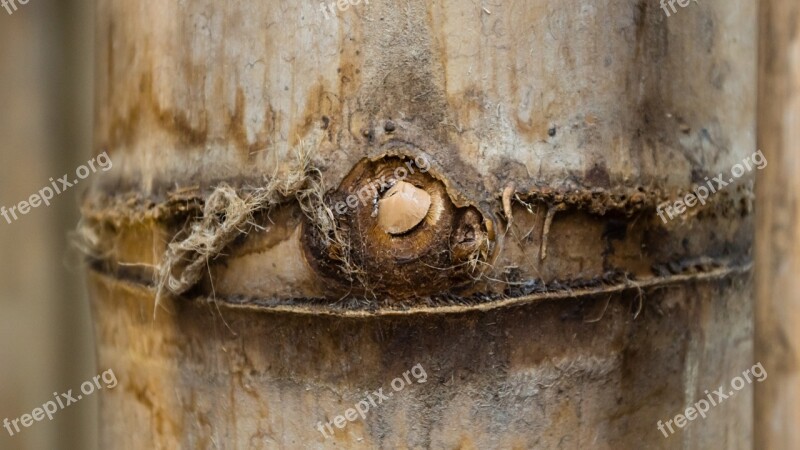 Bamboo Construction Wood Building Material Closeup