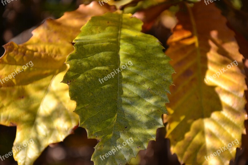 Leaf Autumn Sun Shadow Leaves