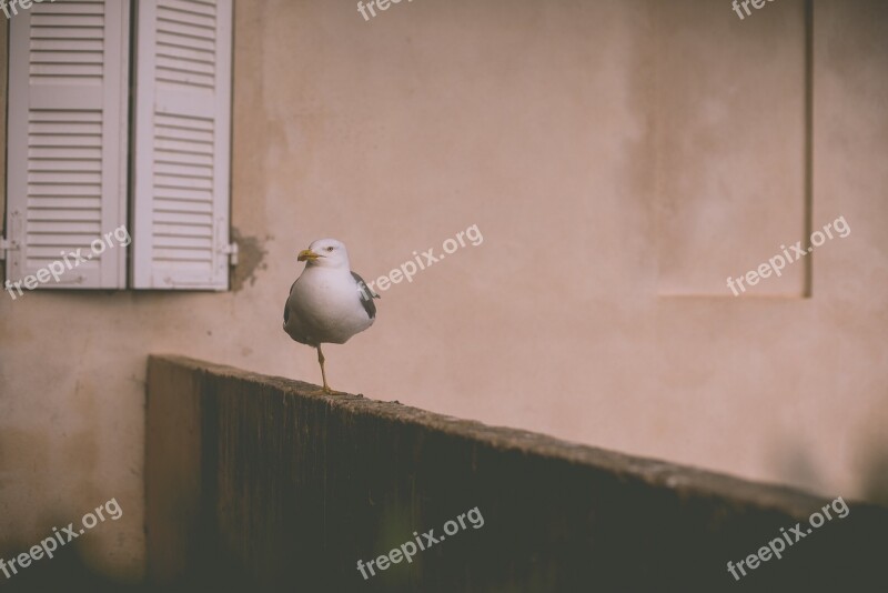 Seagull One Leg Bird Animal Standing