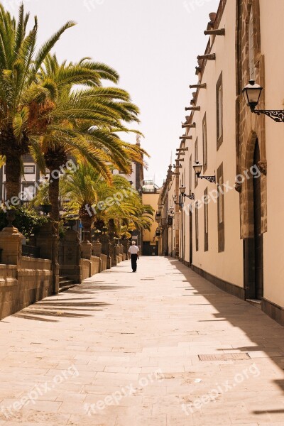 Walking Palm Trees Palm Summer Sunny