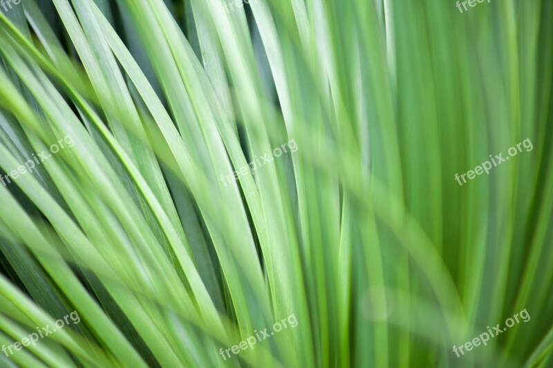 Grass Macro Plant Green Bright