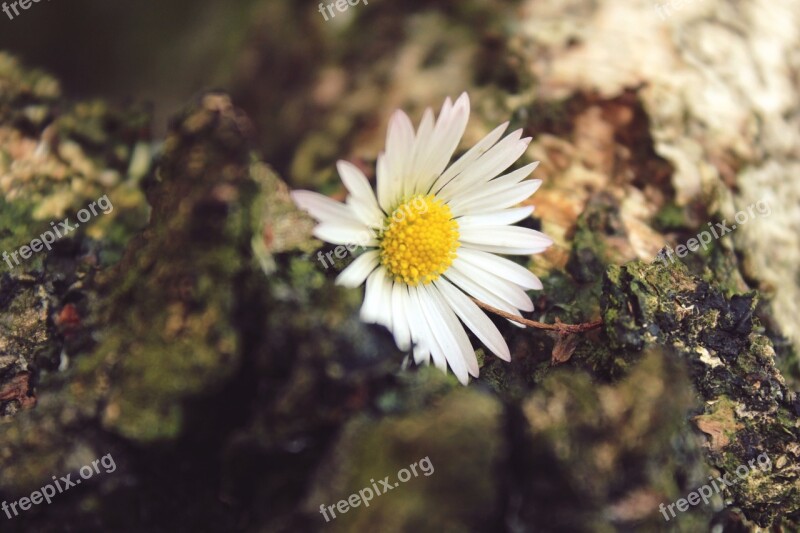 Daisy Flower Plant Close Up White