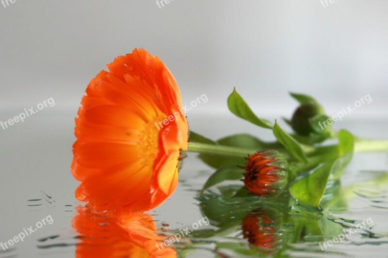 Flower Mirror Floral Decode Water Close Up