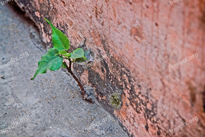 Wall India Travel Green Leaf