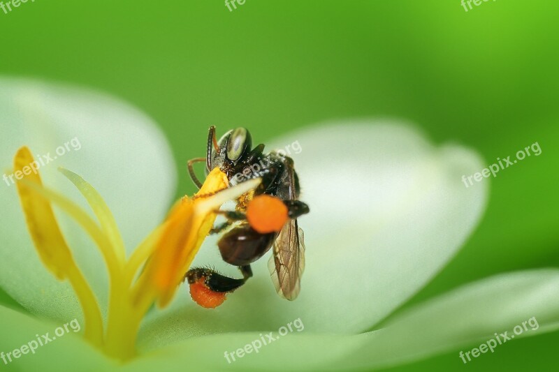 Bee Insect Macro Honey Bee Animal