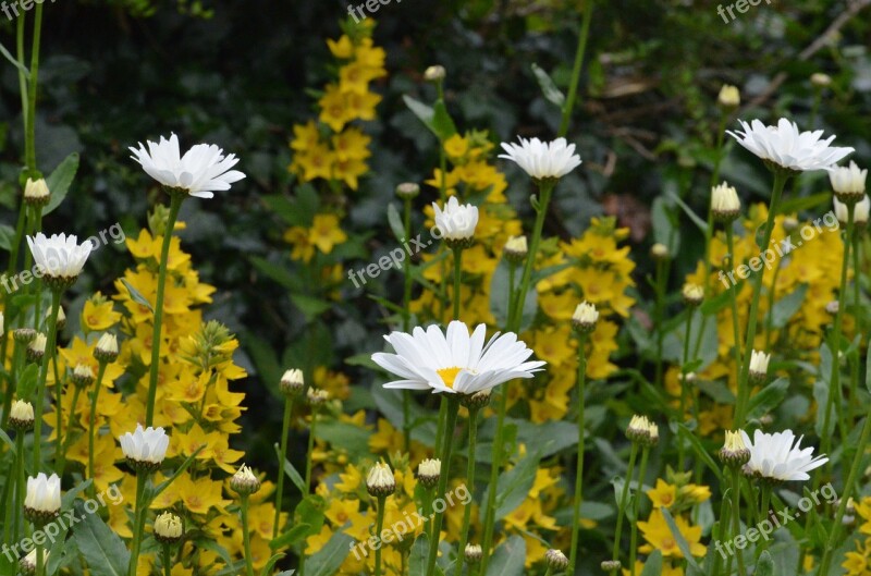 Daisies Flowers White Flowers Plants Nature