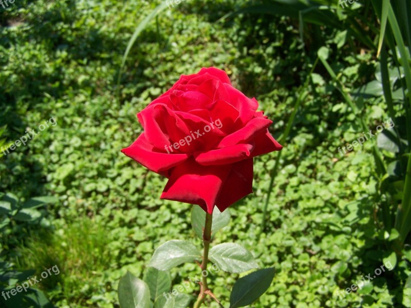 Rose Red Rose Garden Plant Free Photos