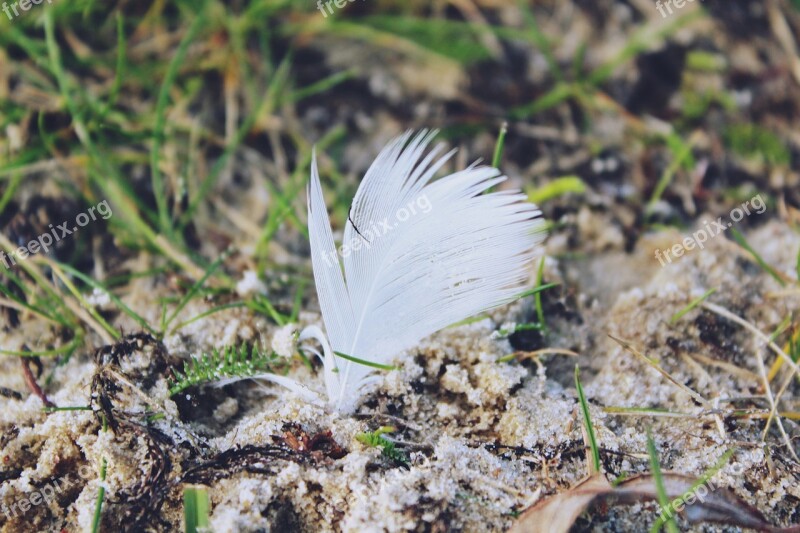 Feather Ground Grass Sand Airy