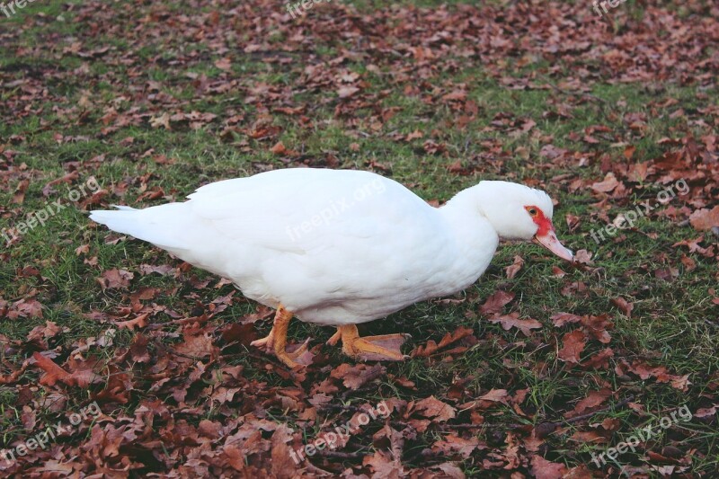 Duck Foraging Water Pond Cold